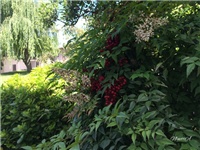 110dd001-20160628 RI nandina.jpg